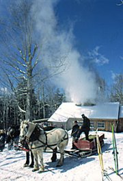 Maple Sugaring